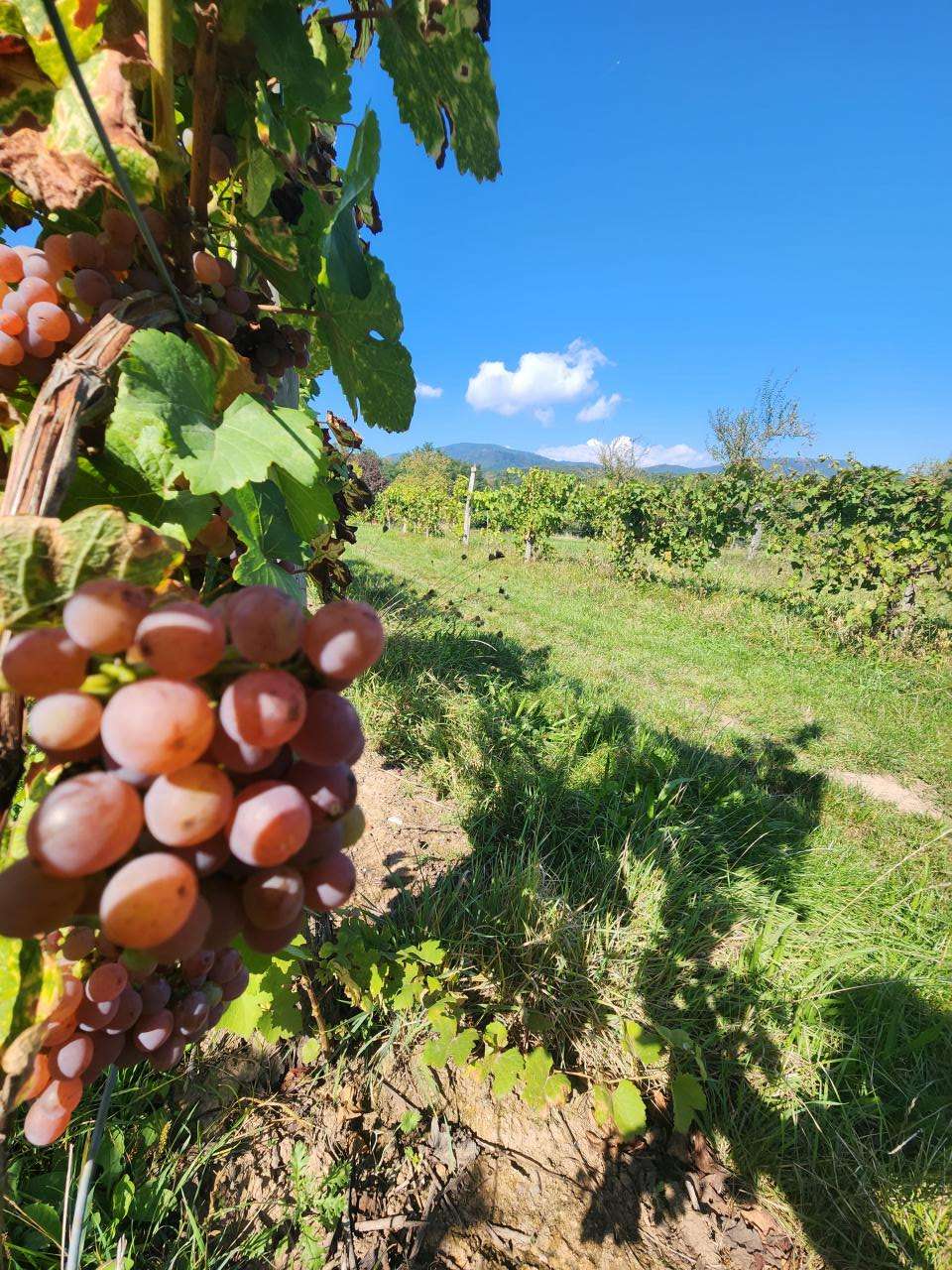 Image de l'article 25/08: sortie VTTAE + visite de cave à vins & dégustation